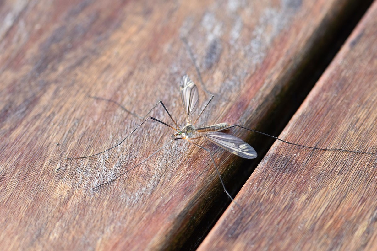 Novi termin akcije suzbijanja komaraca u Banjaluci