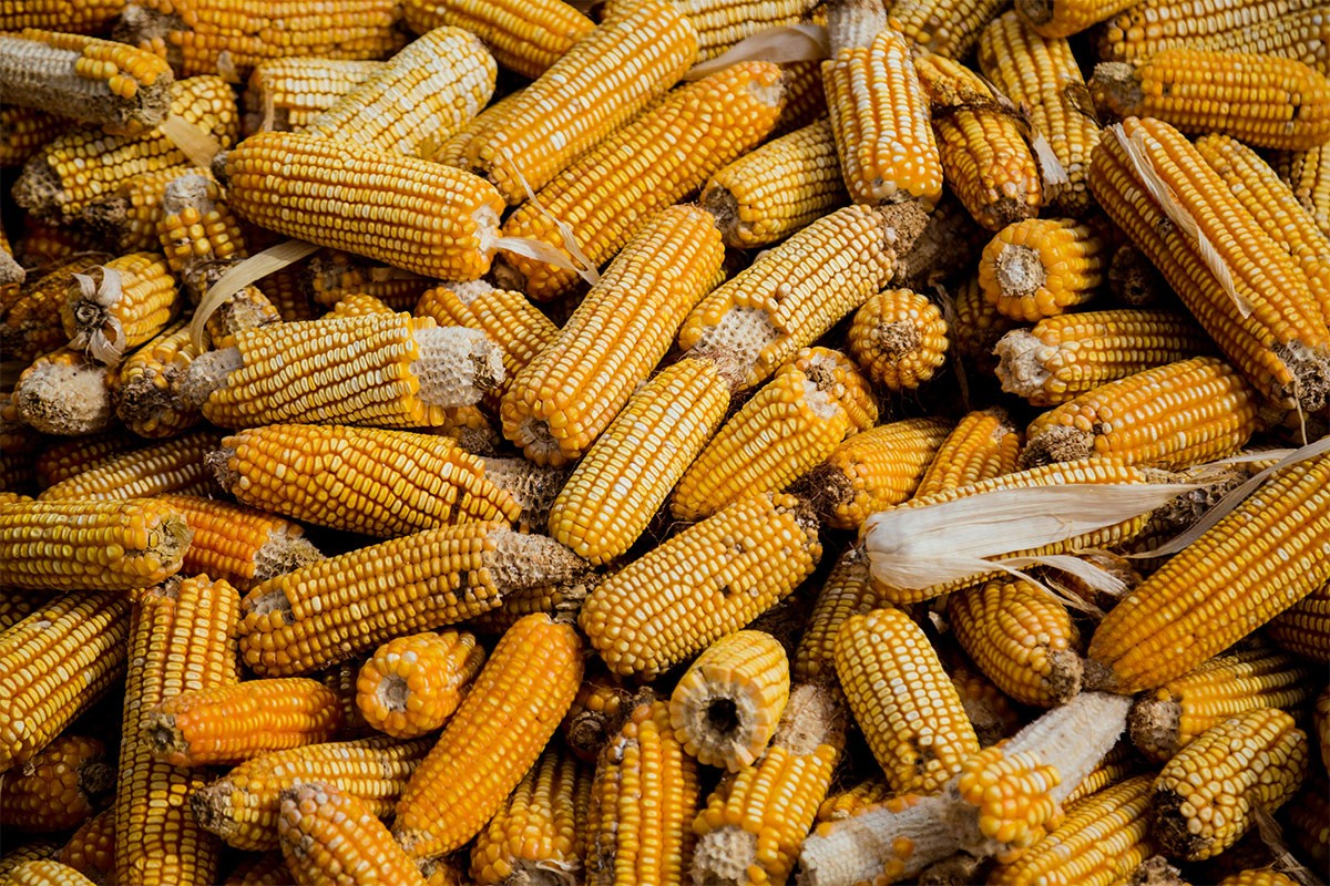Evropska komisija odobrila upotrebu GMO kukuruza za prehranu stoke