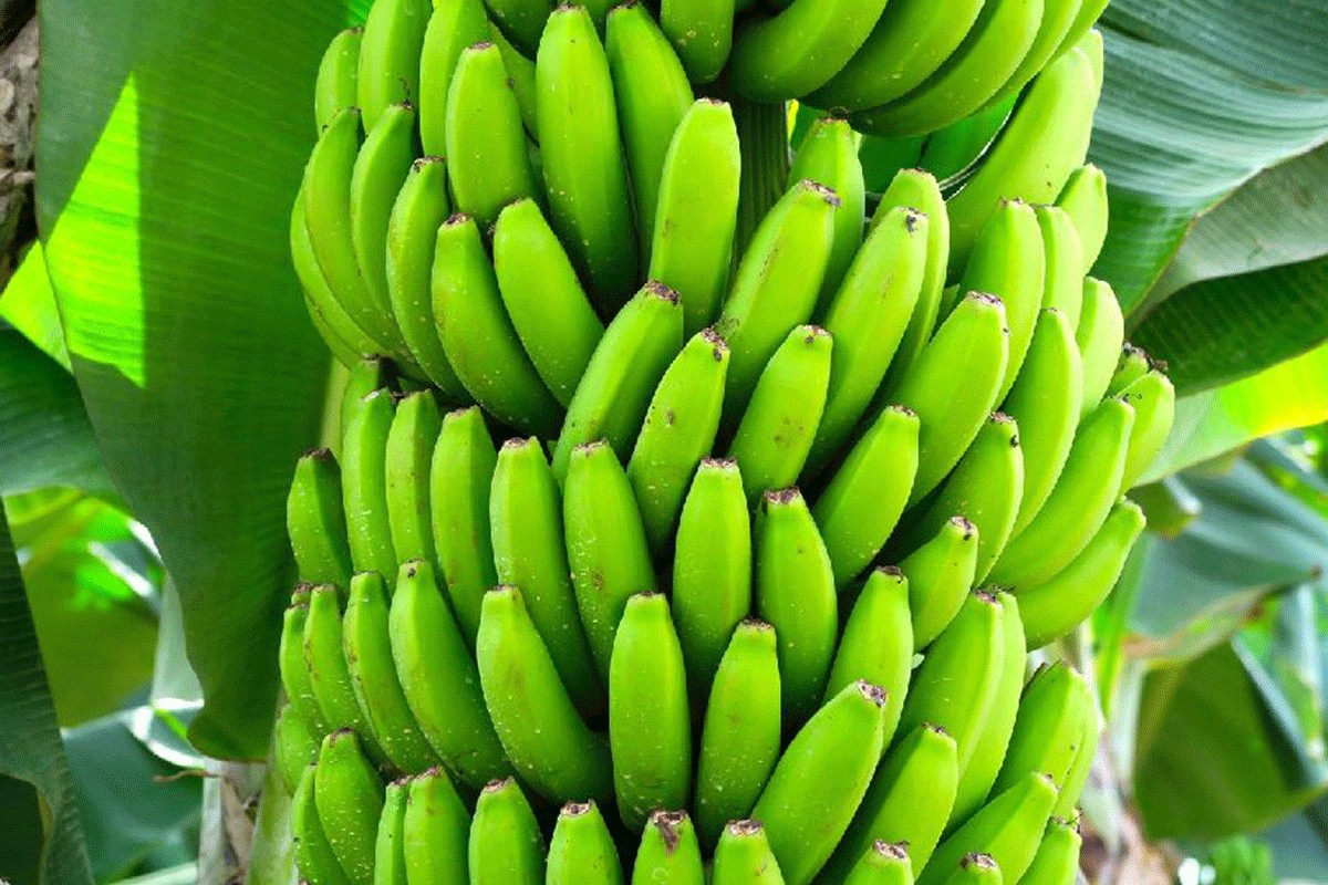 3 načina kako kora banane može da pomogne vašim biljkama
