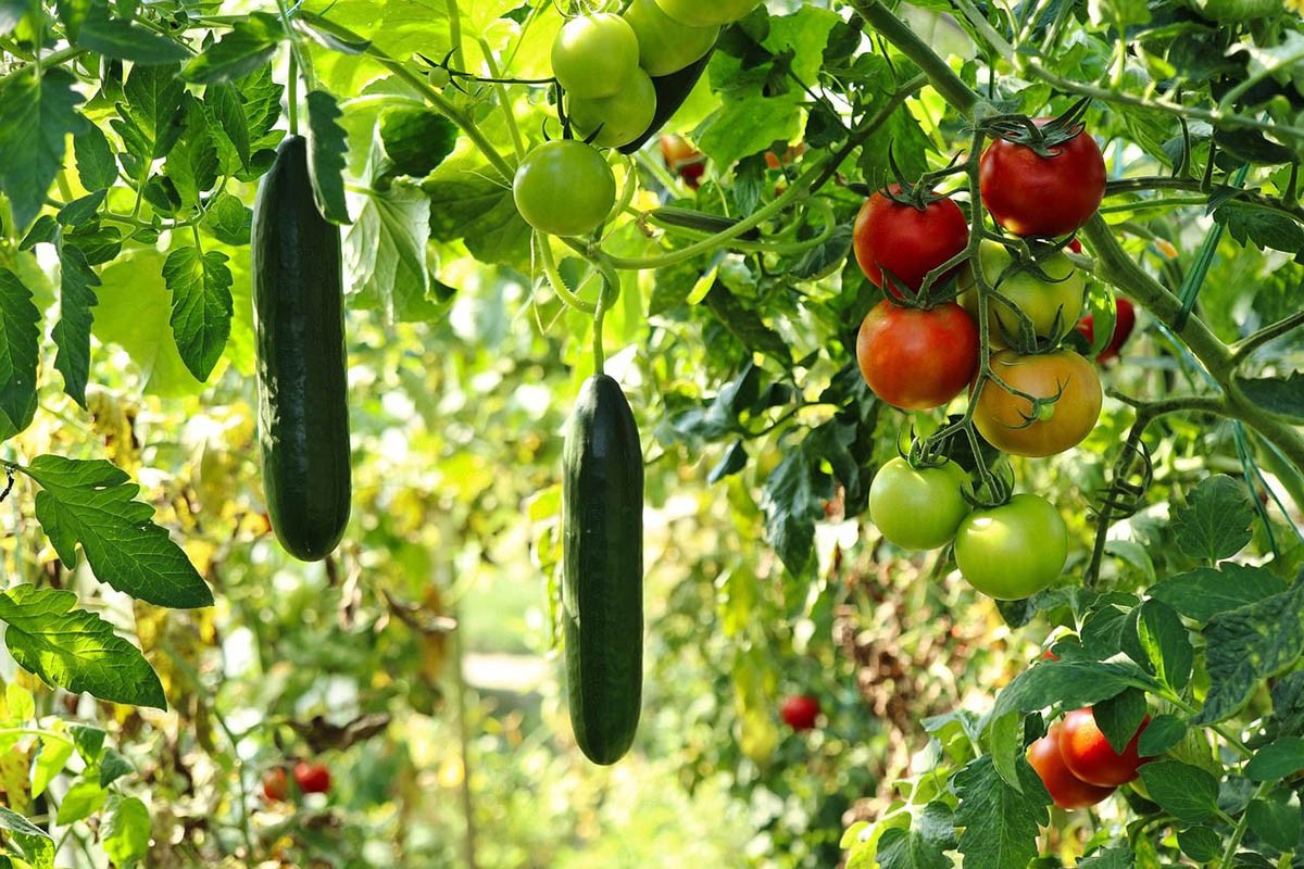 Uz ovaj jednostavan trik prepoznaćete da li su paradajz i krastavac prskani pesticidima