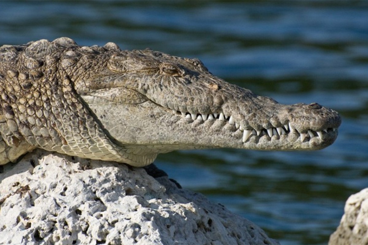 Pronađeni ostaci djevojčice (12) koju je napao krokodil u Australiji