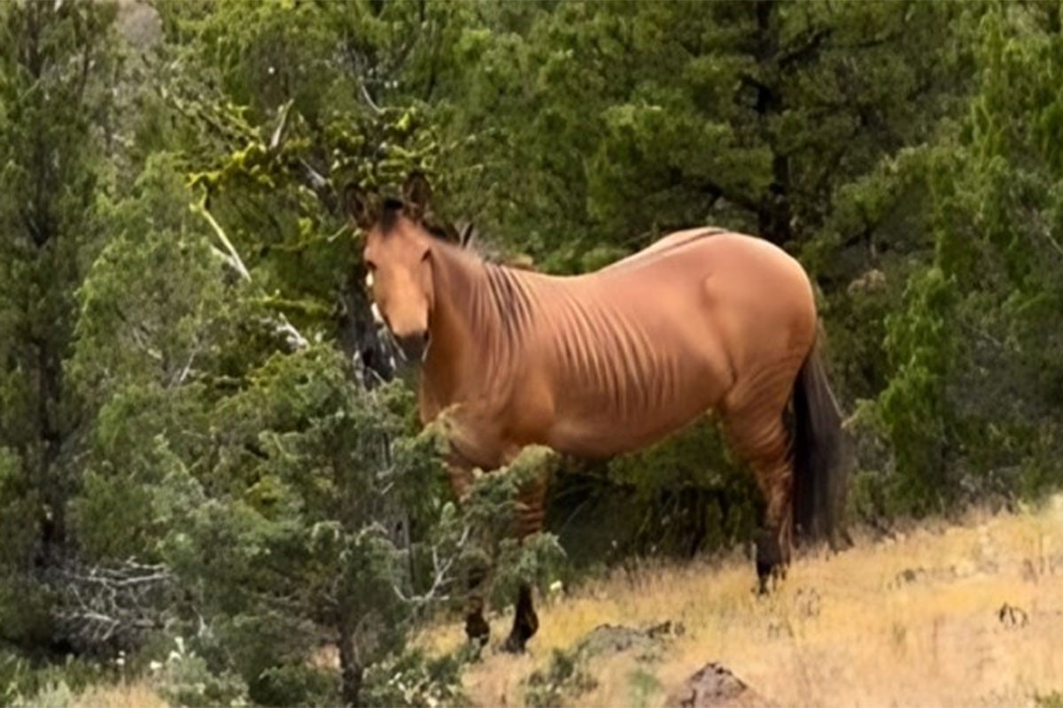 Upoznajte mješanca konja i zebre