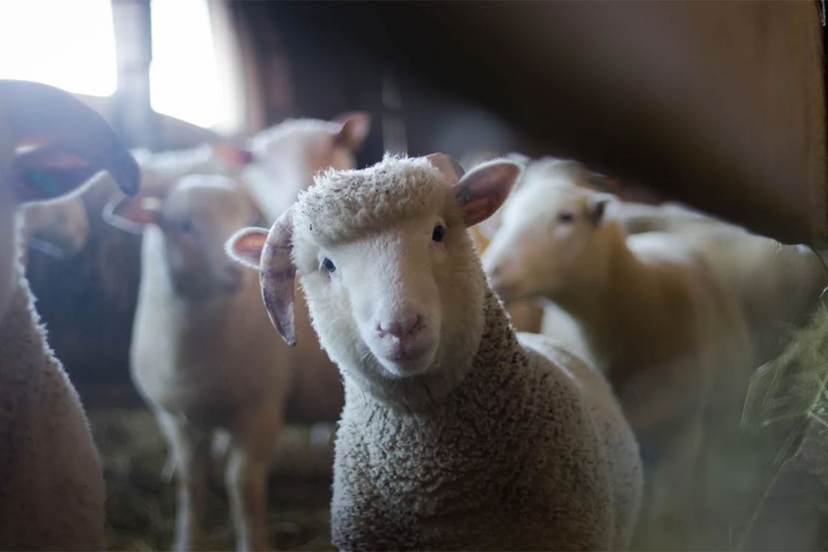 Grčka testira hiljade koza i ovaca na kozju kugu