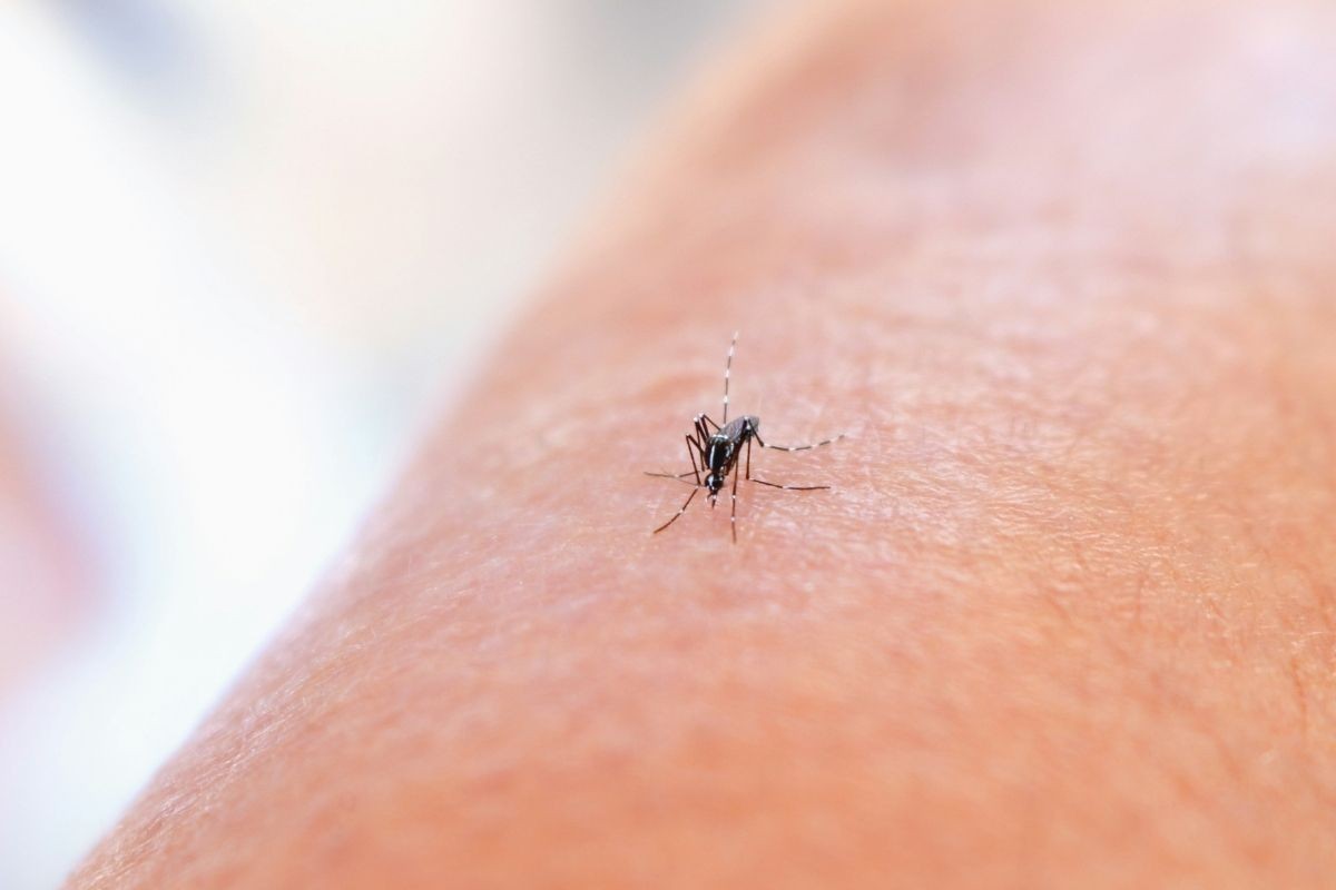 Namazala je ujed komarca korom voćke koju svi bacamo i oduševila ljude