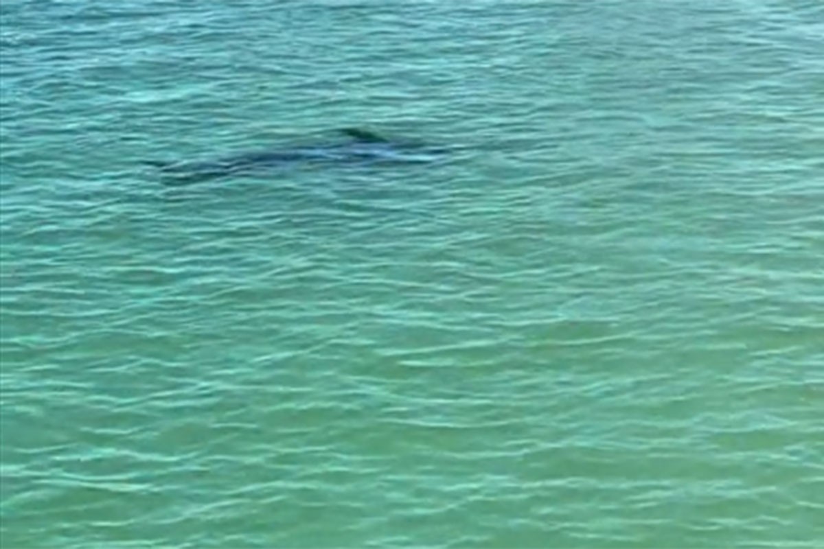 Sabljarka veličine dva metra napravila pometnju na plaži (VIDEO)