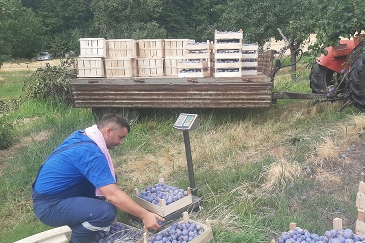 Rekordna berba na Majevici