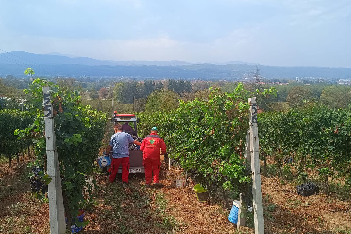 Počela berba grožđa na području sela Kruhari: Vinogradi jači od suše