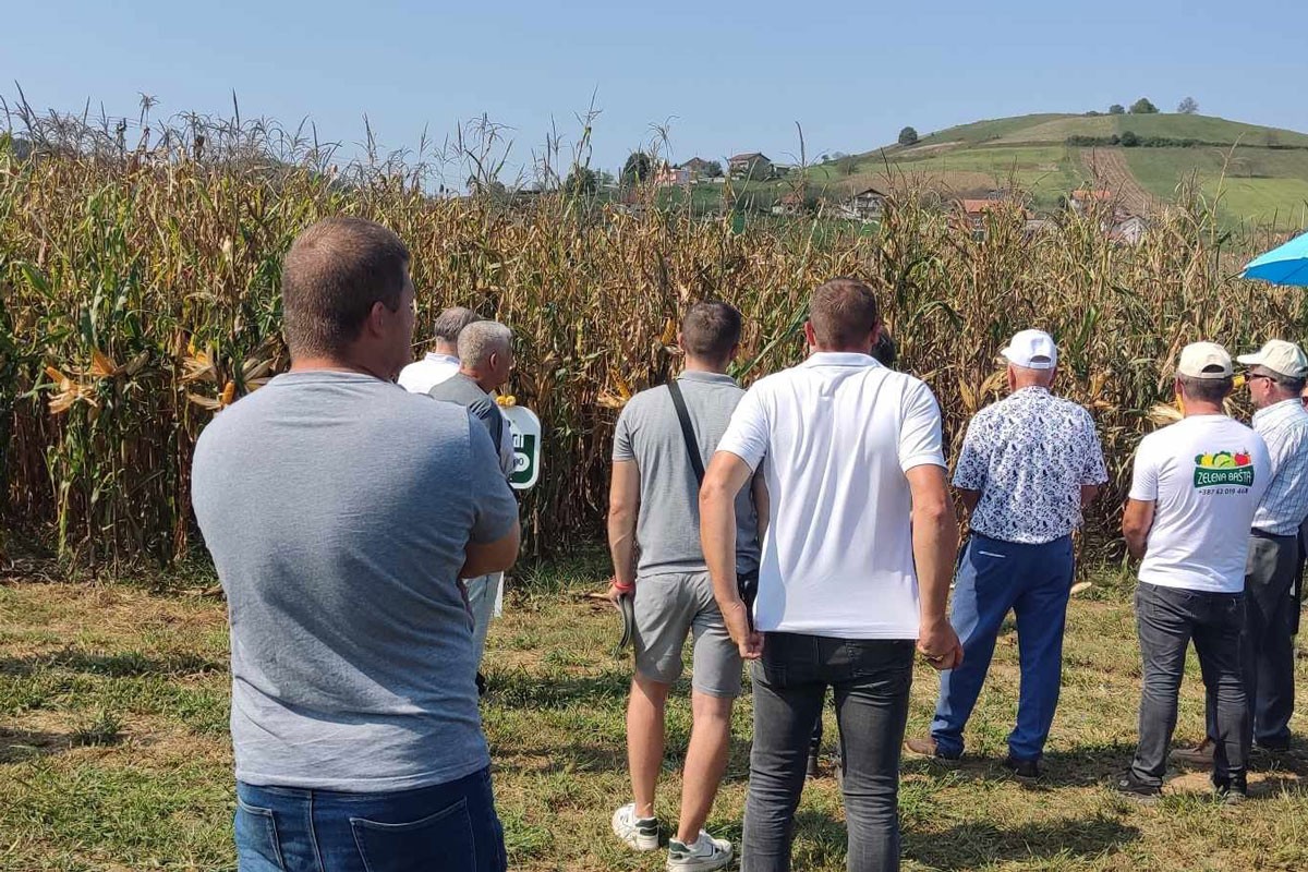 Predstavljeni novi hibridi kukuruza otporni na sušu