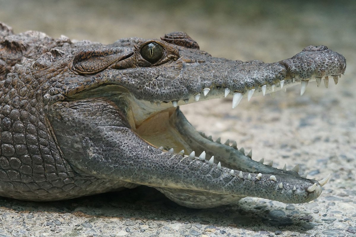 Krokodil napao čovjeka na zabavi