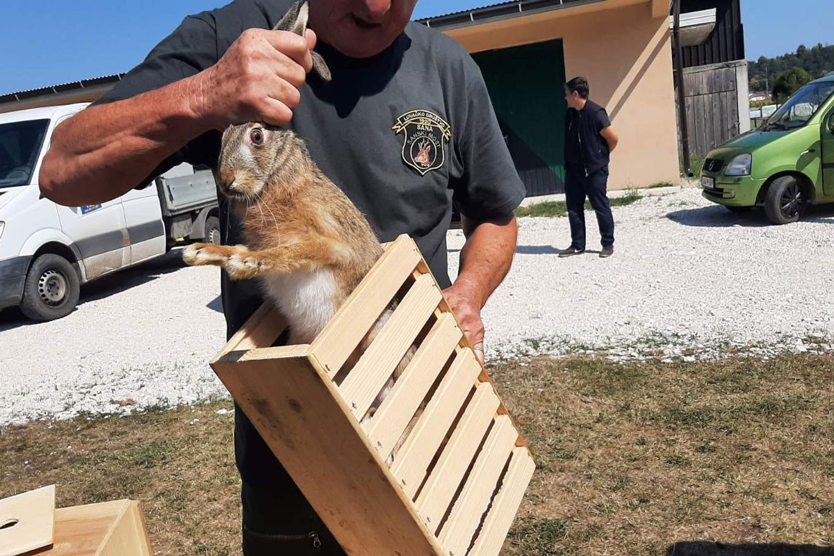 U lovište pušteno 30 zečeva