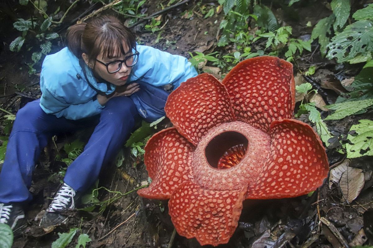 Procvjetao najveći cvijet na svijetu, insekte privlači odbojnim mirisom