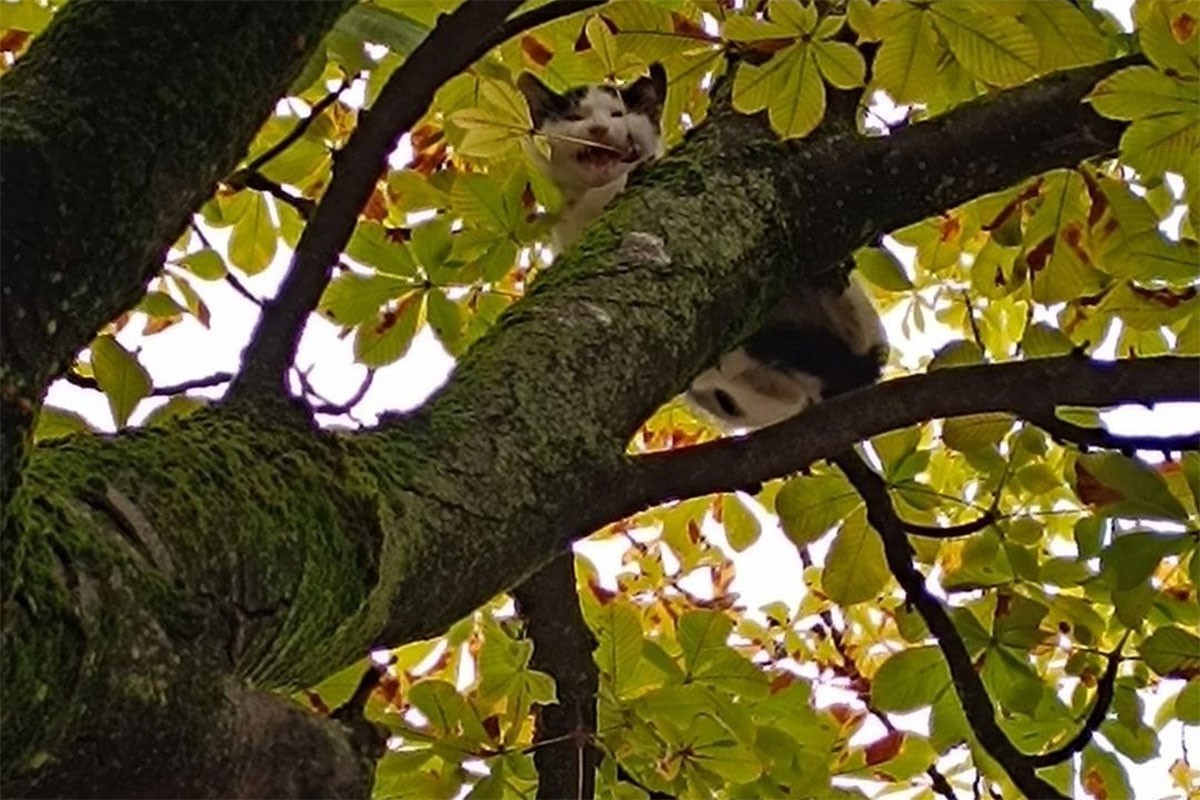 Vatrogasci spasili mačku sa drveta (VIDEO)