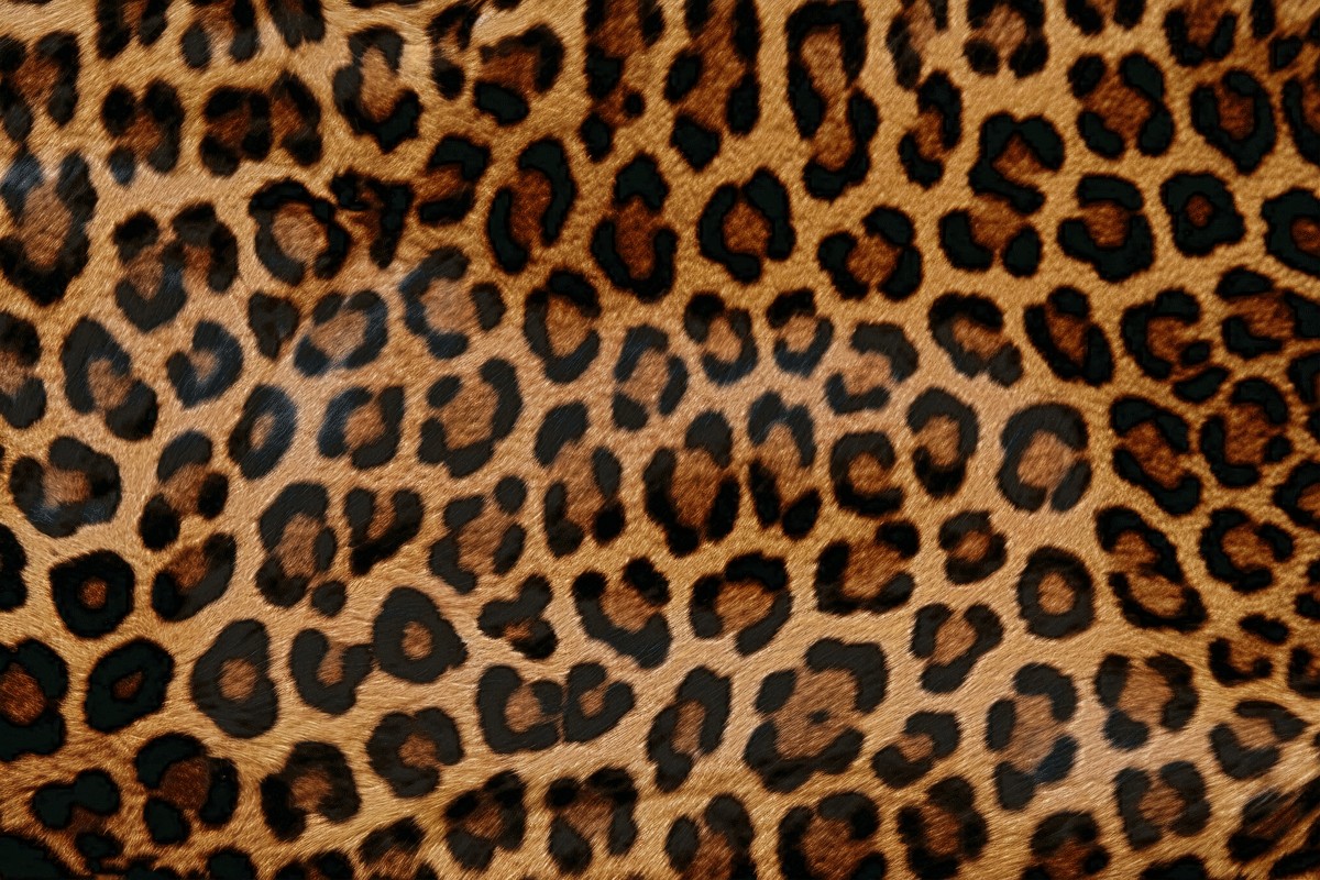 Kontroverzni dezen: Kako ove jeseni nositi leopard print