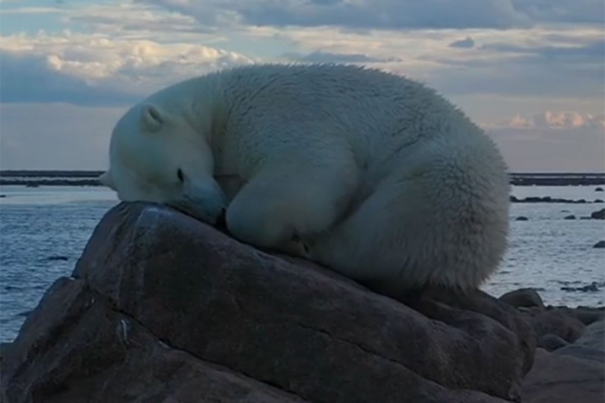 Prizor oduševio internet: Polarni medvjed zaspao na stijeni (VIDEO)