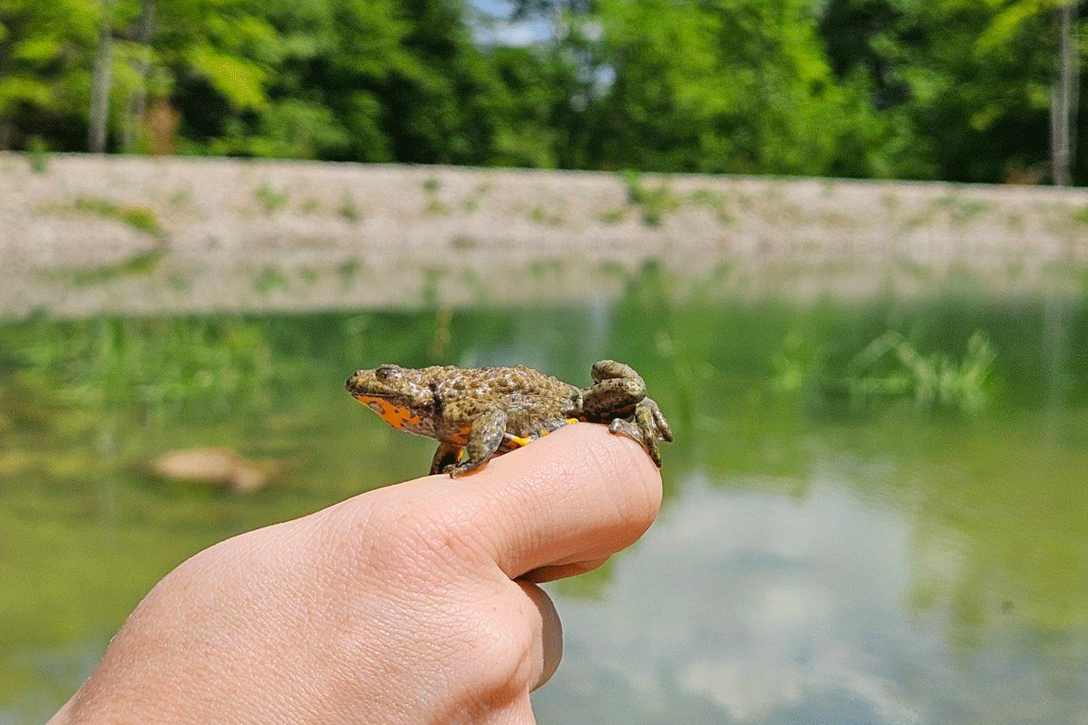 Biser prirode Majevica biće zaštićena, postaje park prirode?