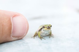 U Brazilu otkrivena žaba manja od nokta (FOTO)