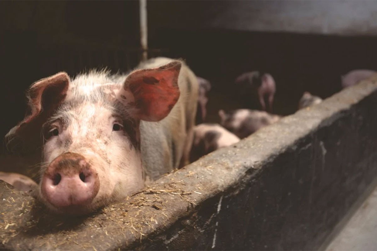 Farmeri osumnjičeni da su ubili dvije žene i bacili ih svinjama