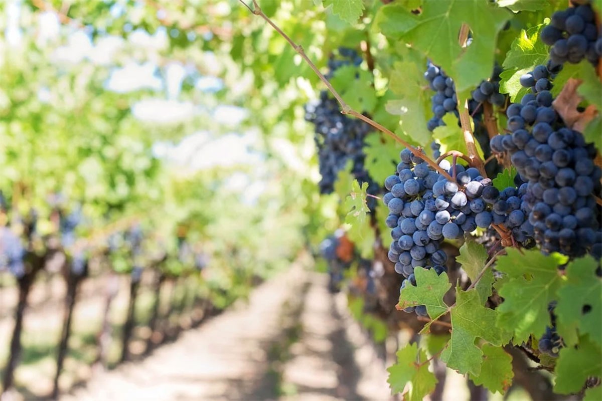 Francuska uklanja vinograde zbog smanjene globalne potražnje za vinom