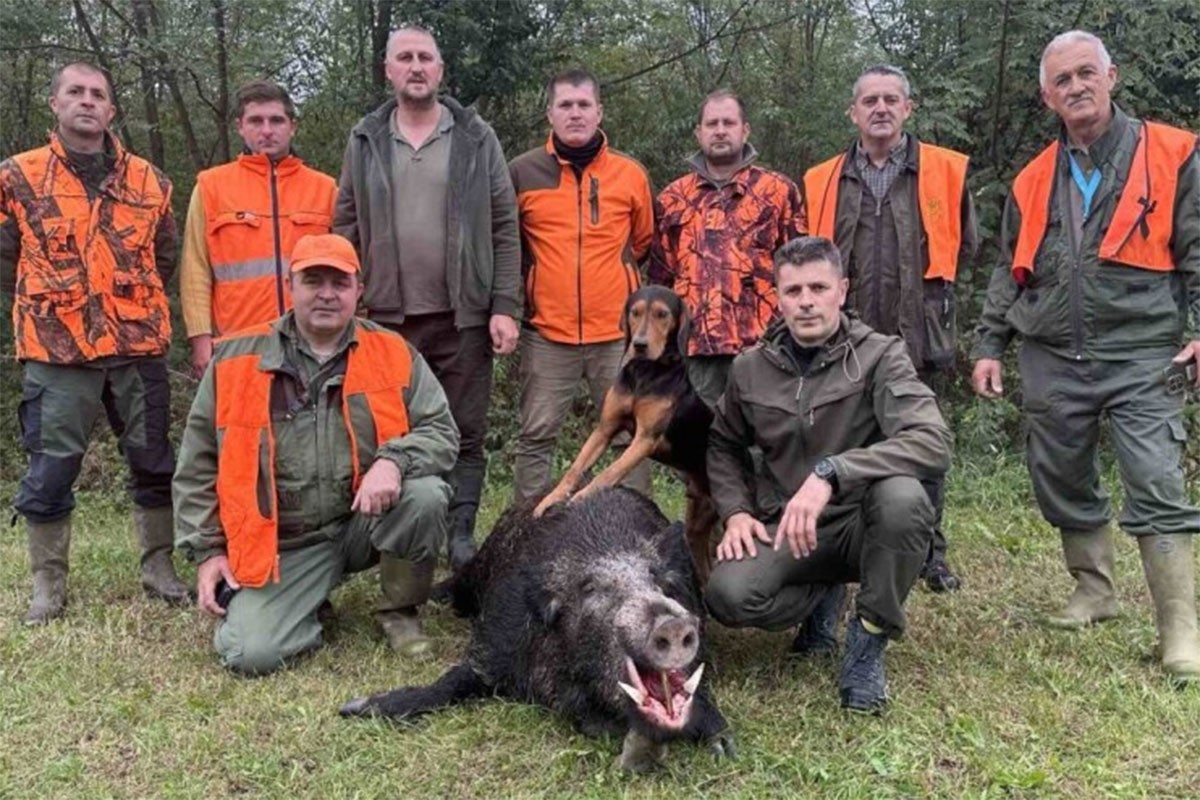 Odstrijelio kapitalca teškog 210 kg: Vepra otkrili tragovi u kukuruzu