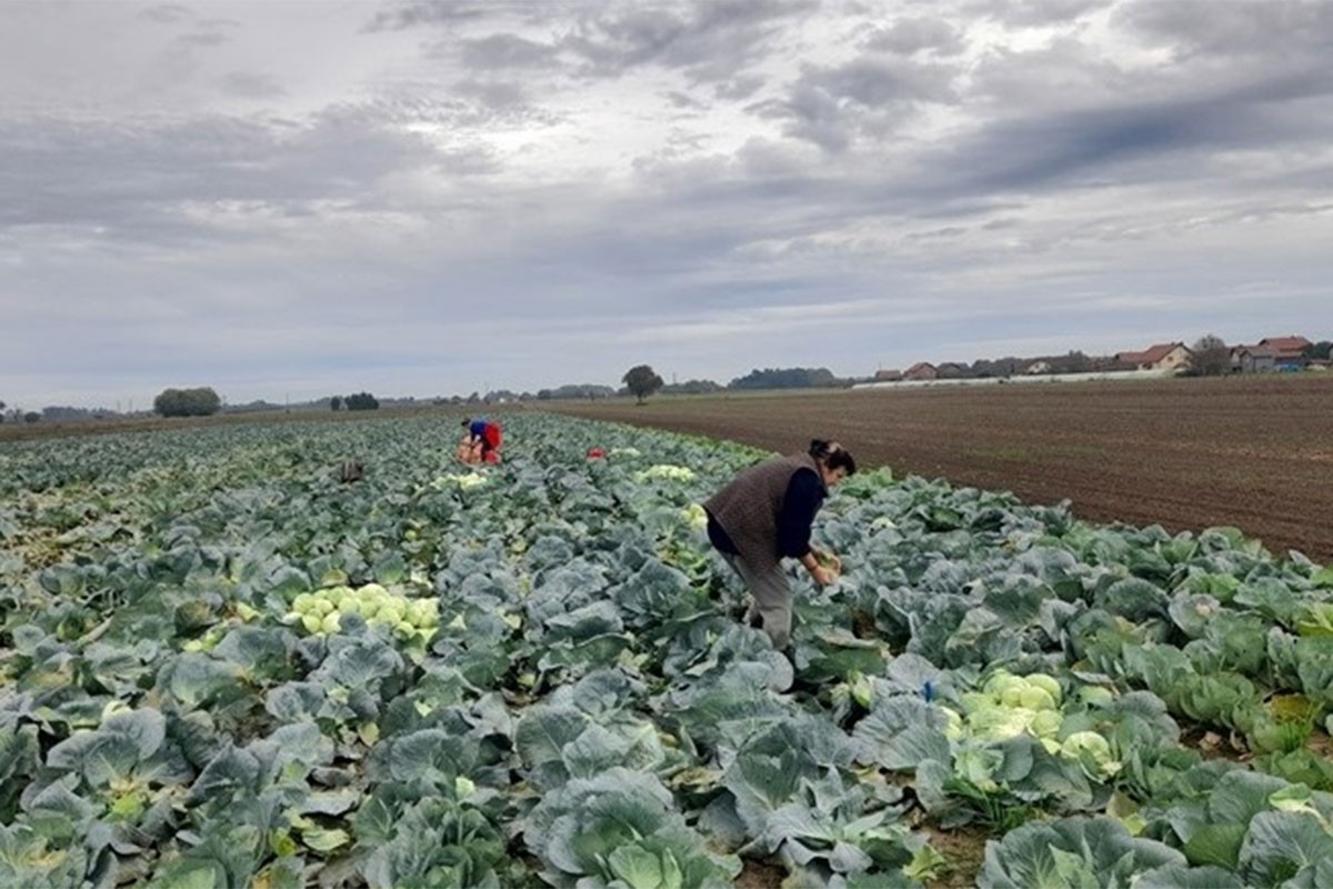 Porodica proizvela 26 tona kupusa: Imaju poruku za one kojima je skupo (FOTO)