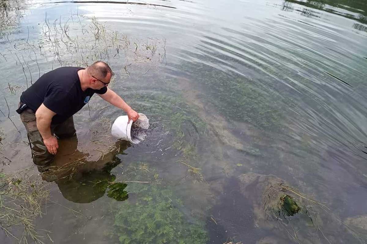 U Sanu i pritoke pušteno 200 kilograma mlađi potočne pastrmke (FOTO)