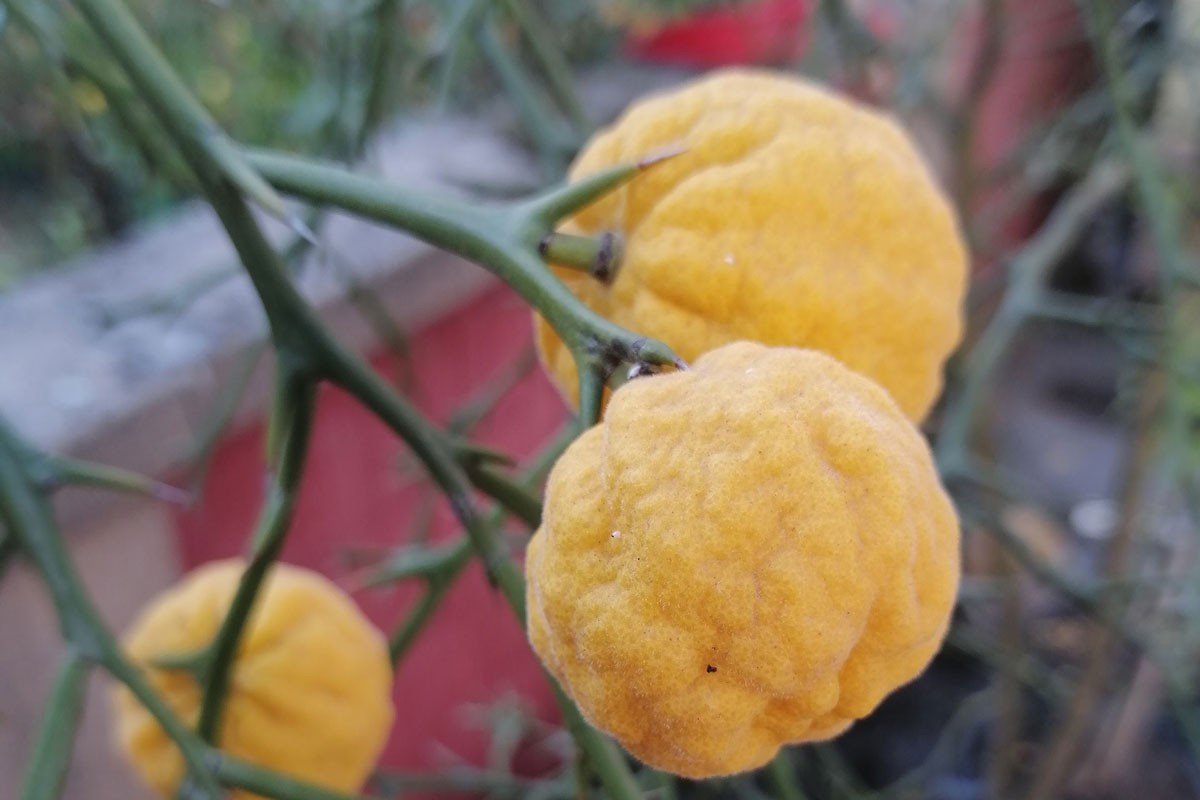 Bombice vitamina C na stablu sibirskog limuna