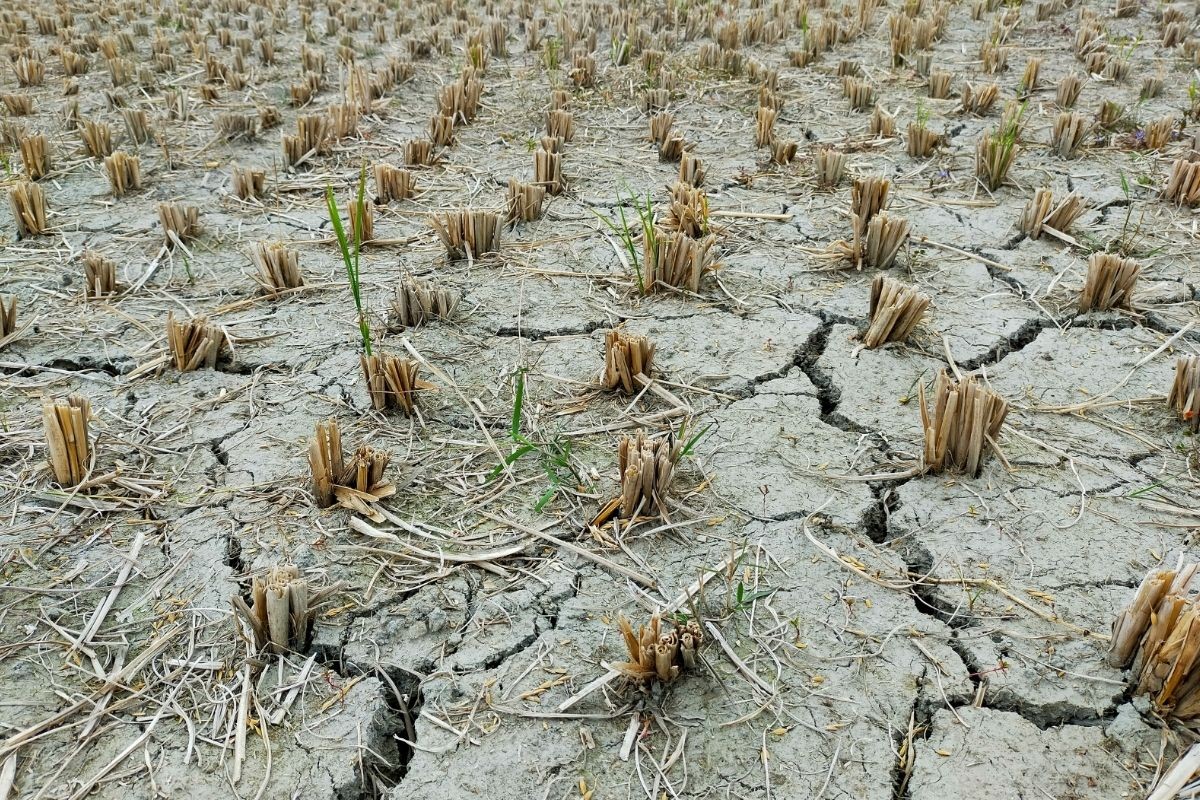 Otkriveno koliko tačno klimatske promjene pojačavaju intenzitet ekstremnih suša