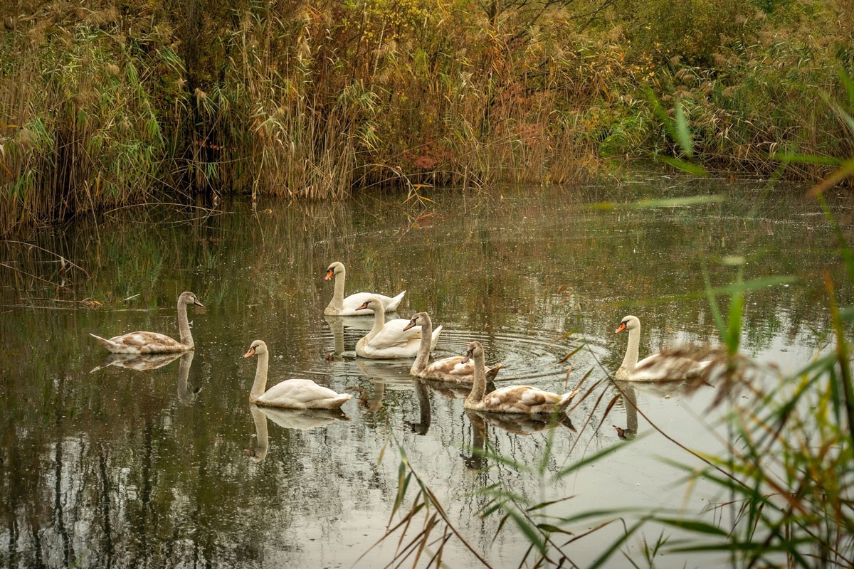 Domaćini sanskog sela imaju neobične posjetioce