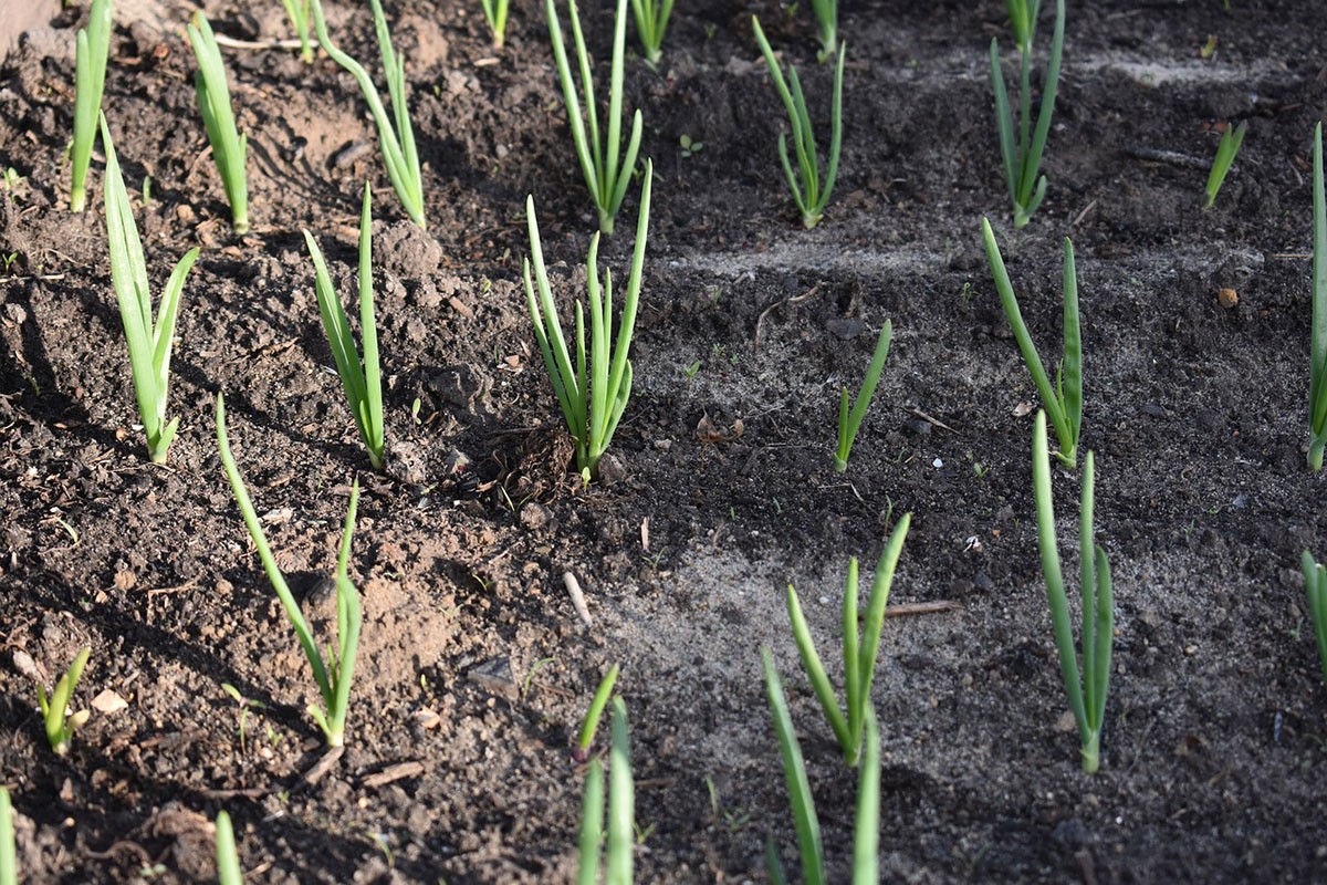 Klima se mijenja: Domaćinu u jesen nikao mladi luk, zeleni se cijela njiva