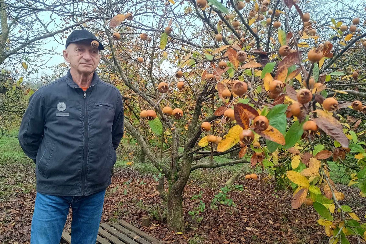 Otpornoj vrsti voća prijeti izumiranje