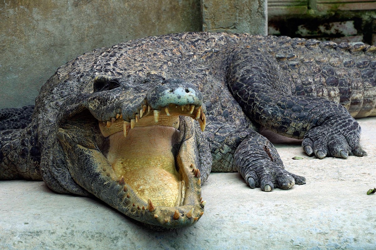 Uginuo najveći krokodil na svijetu