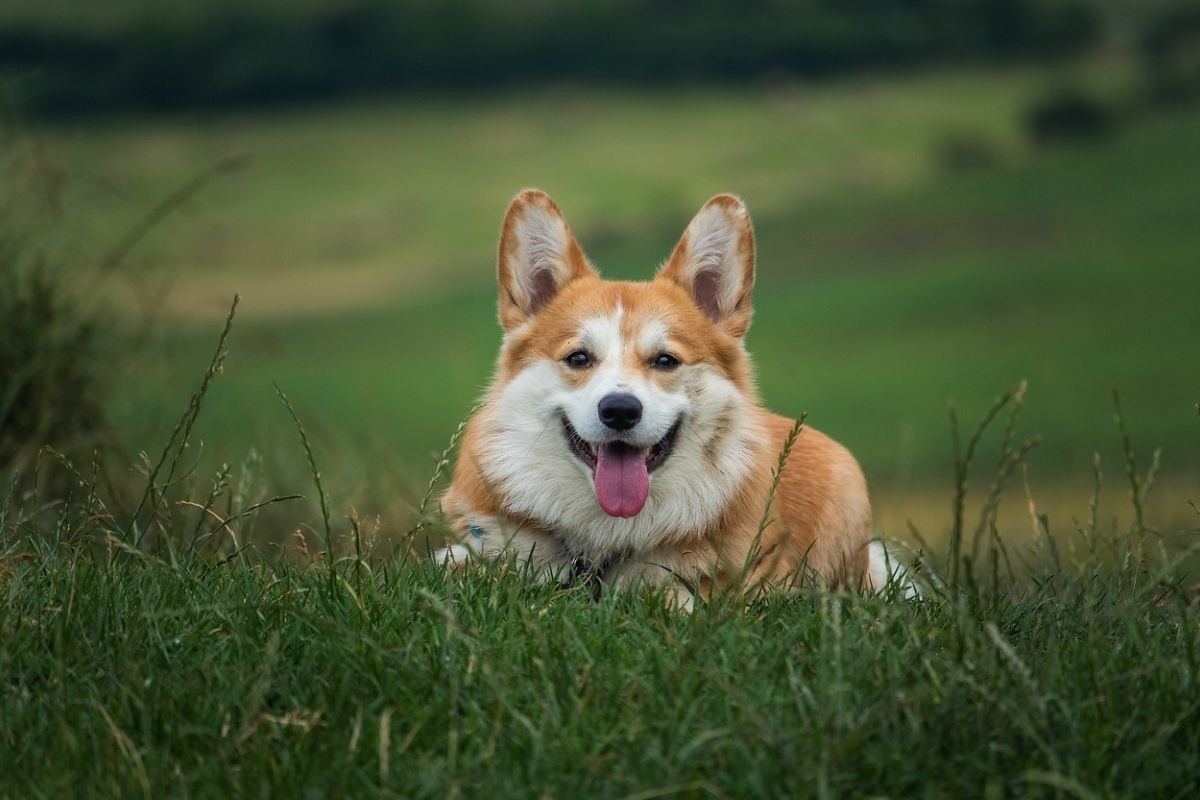 Ako u psećem izmetu ugledate ovih pet promjena, odmah ga odvedite veterinaru