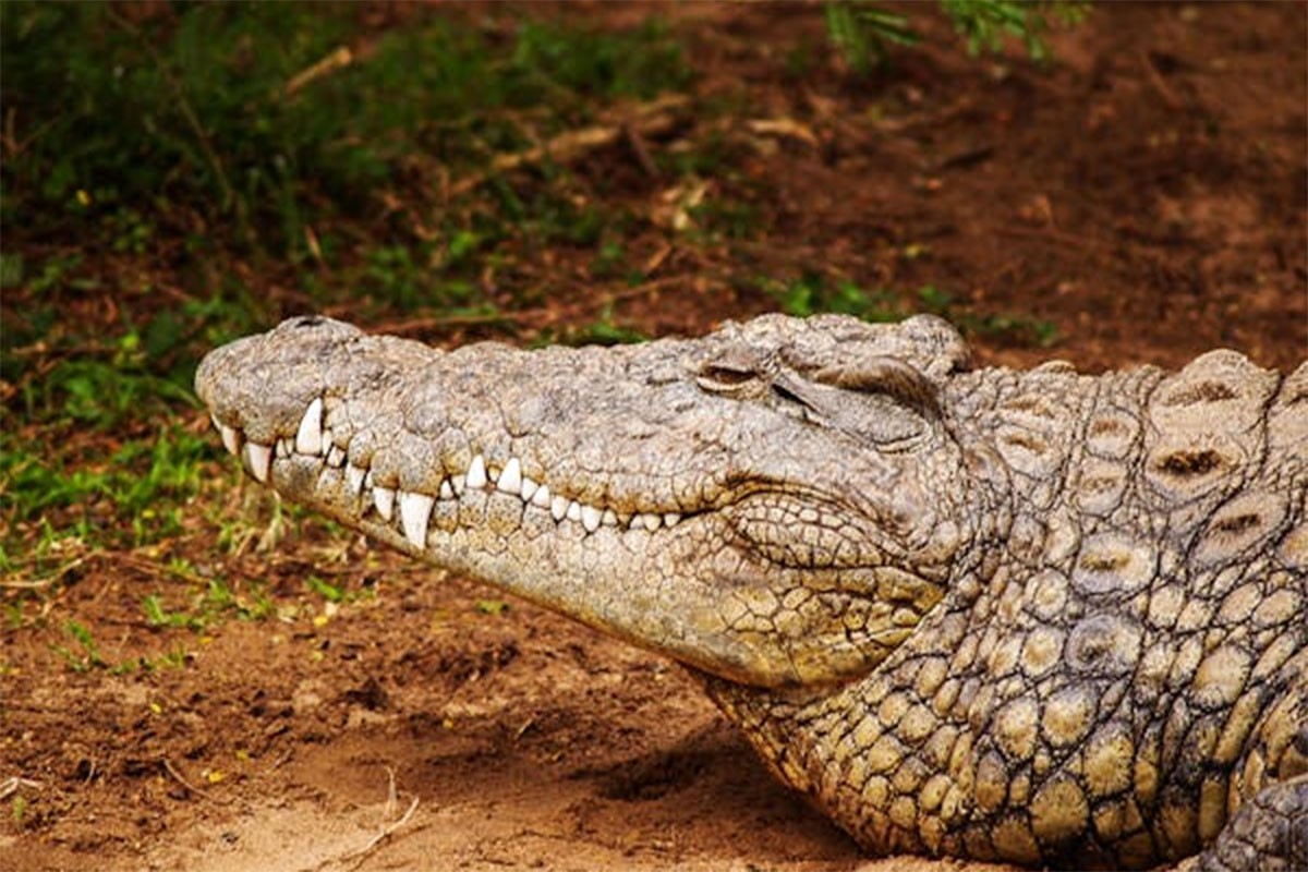 Stručnjaci utvrđuju koliko je tačno godina imao uginuli krokodil Kasijus