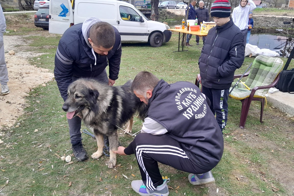 Šarplaninac: U prošlosti su čuvali stada, vole djecu i porodicu