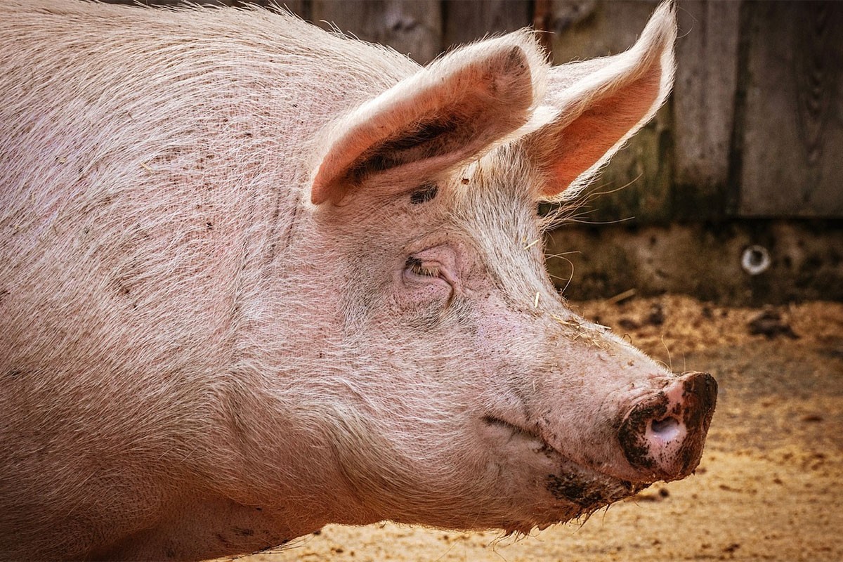 Svinja provalila u garažu i napila se piva (VIDEO)