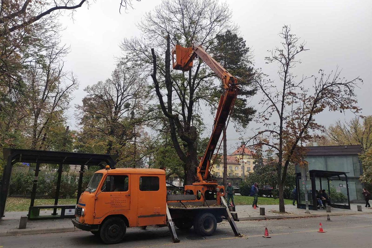 Opasnost za prolaznike, više od 60 stabala u Banjaluci biće uklonjeno (FOTO)