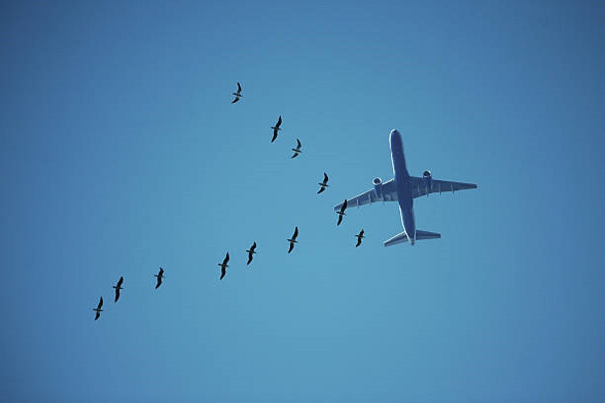 Drama iznad Londona: Avion se sudario s labudovima