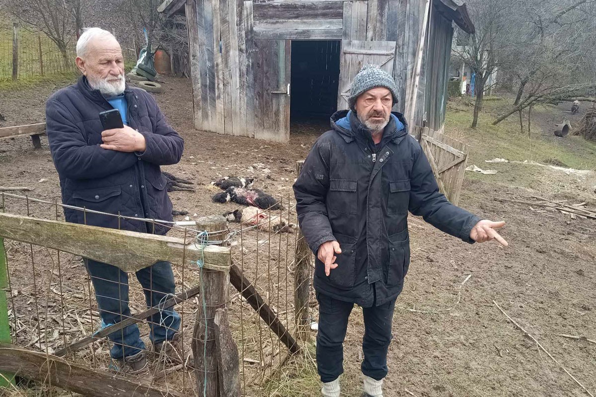 Psi lutalice provalili u tor i poklali ovce