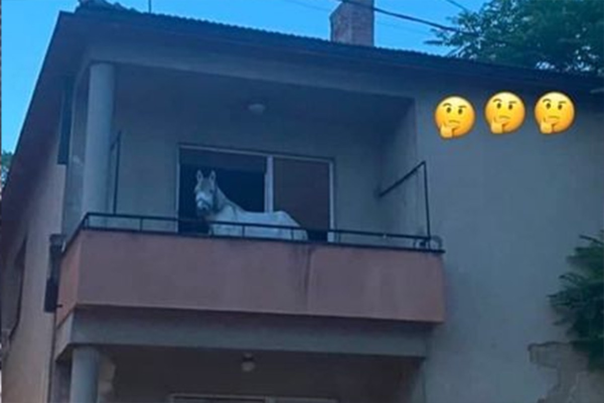 Bizaran prizor u centru grada: Šta radi konj na terasi? (FOTO)