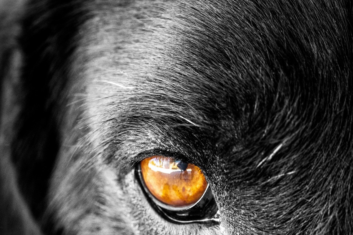 "Dogs Trust": Banjaluka primjer drugima