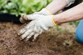 Pripremite baštu za proljeće uz ovu sjajnu zamjenu za pesticide