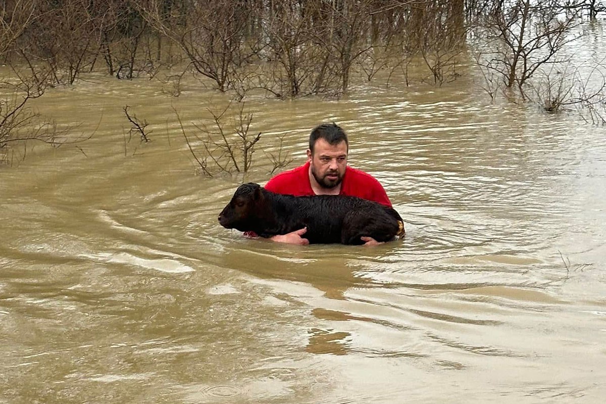 Hrabri stočar iz ledene vode spasio tele (FOTO)