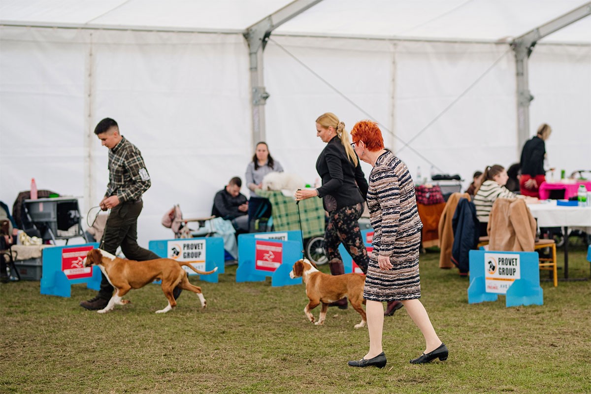 Izložba pasa svih rasa: "BL DOG SHOW" ponovo u Banjaluci