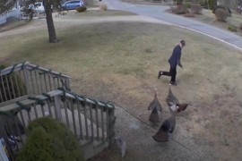 Rat između ćurki i poštara bjesni (VIDEO)