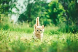 Zašto neke mačke vole jesti u društvu ljudi?