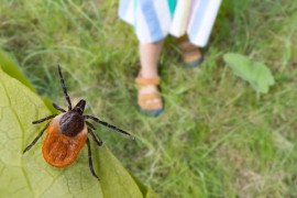 Krpeljni encefalitis može da bude poguban: Kako ga prepoznati i ...