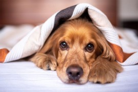 Veterinar podijelio četiri savjeta kako pomoći psima da duže žive