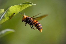 Azijski stršljen širi se Evropom