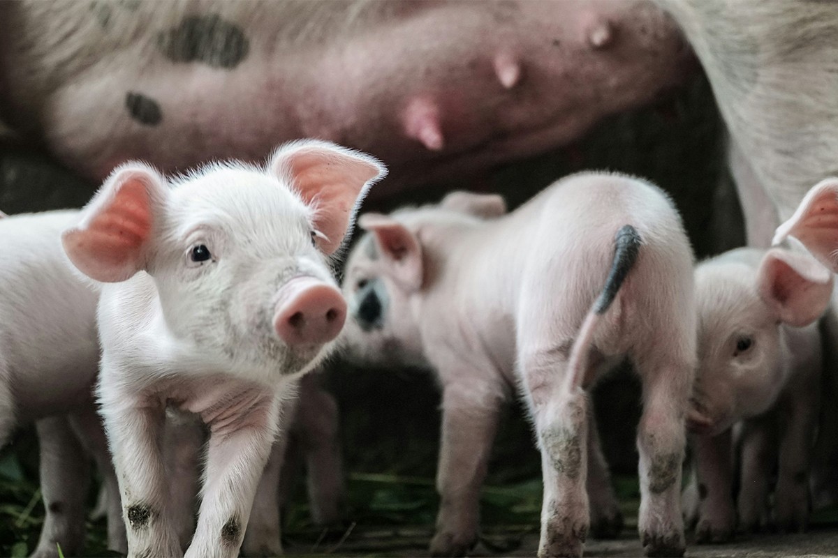 Krmača sa prasićima prkosno prošetala kroz "prase štrase" (FOTO)