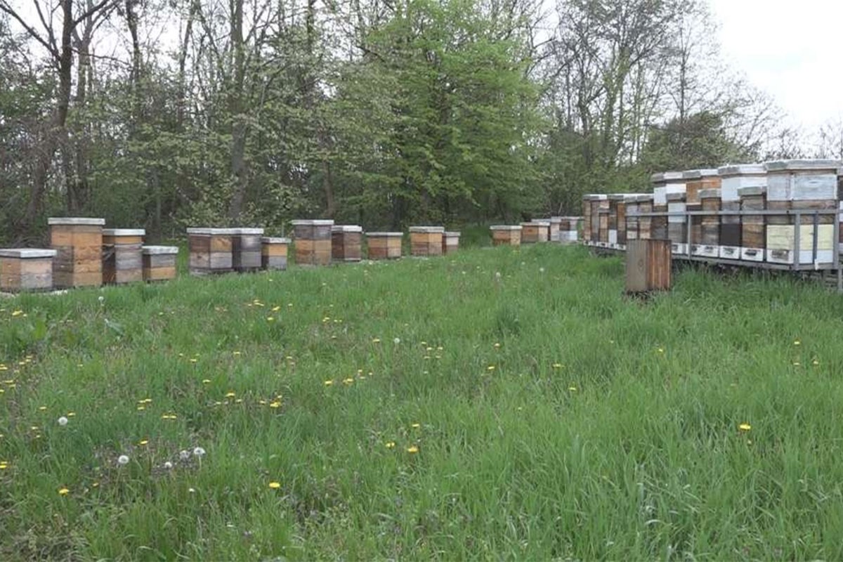 Veliki pomor pčela, upitna sezona meda